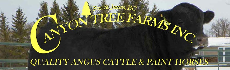 Herd Sires at Canyon Tree Farms Inc