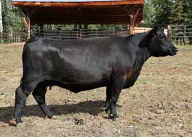 CTF 084X - dam of 084B 
