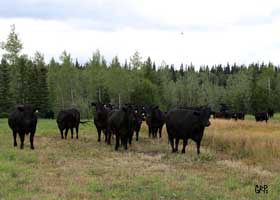 Canyon Tree Farms - Angus Bull Breeder