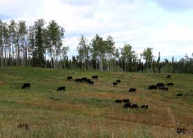 Canyon Tree Farms - Angus Bull Breeder