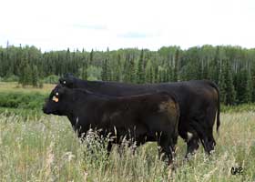 Canyon Tree Farms - Angus Bull Breeder