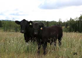 Canyon Tree Farms - Angus Bull Breeder