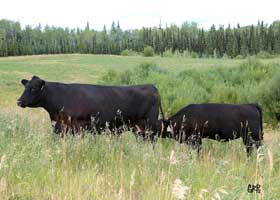 Canyon Tree Farms - Angus Bull Breeder