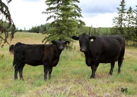 Canyon Tree Farms - Angus Bull Breeder