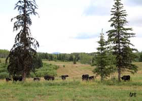 Canyon Tree Farms - Angus Bull Breeder