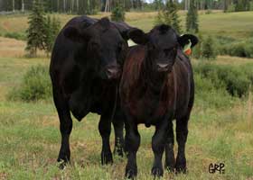 Canyon Tree Farms - Angus Bull Breeder