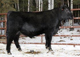 CTF BEAUTY LASS FREEDOM  14A
