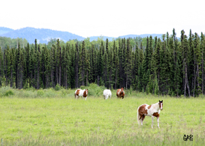 Canyon Tree Farms - Angus Bull Breeder