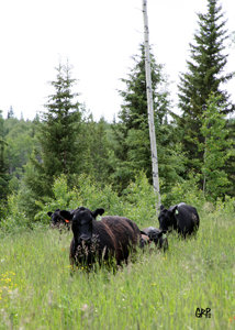 Canyon Tree Farms - Angus Bull Breeder