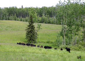 Canyon Tree Farms - Angus Bull Breeder