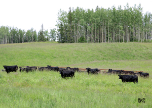 Canyon Tree Farms - Angus Bull Breeder