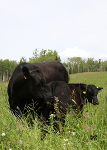 Canyon Tree Farms - Angus Bull Breeder