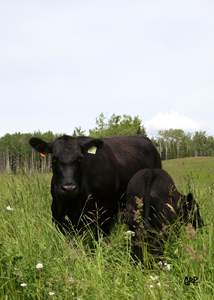 Canyon Tree Farms - Angus Bull Breeder