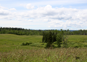 Canyon Tree Farms - Angus Bull Breeder