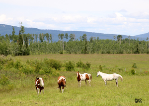 Canyon Tree Farms - Angus Bull Breeder