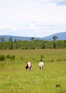 Canyon Tree Farms - Angus Bull Breeder