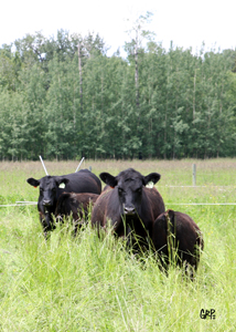 Canyon Tree Farms - Angus Bull Breeder