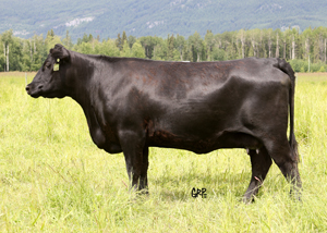 Canyon Tree Farms - Angus Bull Breeder