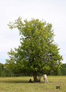 Canyon Tree Farms