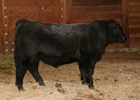 CTF BEAUTY LASS FORTUNE 253B
