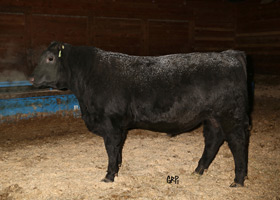 CTF BEAUTY LASS FREEDOM 14B
