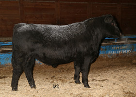 CTF BEAUTY LASS FREEDOM 59B
