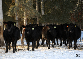 Canyon Tree Farms - Angus Bull Breeder