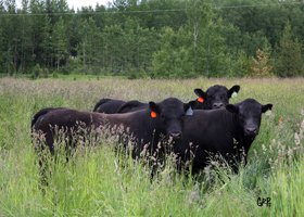 Canyon Tree Farms - Angus Bull Breeder