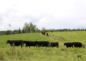 Canyon Tree Farms - Angus Bull Breeder