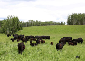 Canyon Tree Farms - Angus Bull Breeder