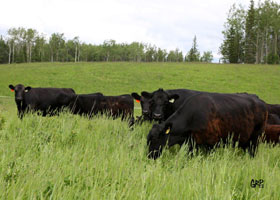 Canyon Tree Farms - Angus Bull Breeder