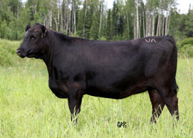 Canyon Tree Farms - Angus Bull Breeder