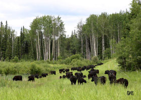 Canyon Tree Farms - Angus Bull Breeder