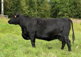 Cattle Pedigree at Canyon Tree Farms Inc