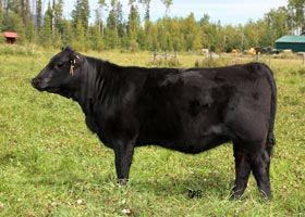 Cattle Pedigree at Canyon Tree Farms Inc