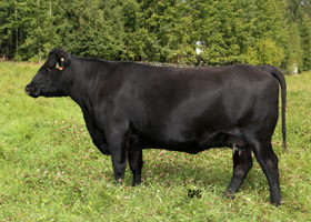 Cattle Pedigree at Canyon Tree Farms Inc