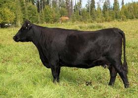 Cattle Pedigree at Canyon Tree Farms Inc