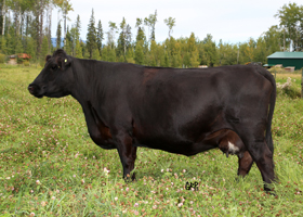 Cattle Pedigree at Canyon Tree Farms Inc