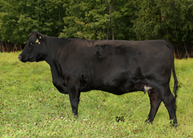 Cattle Pedigree at Canyon Tree Farms Inc