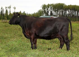 Cattle Pedigree at Canyon Tree Farms Inc