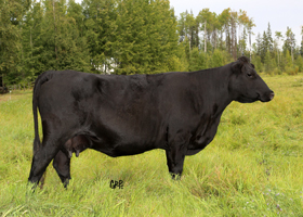 Cattle Pedigree at Canyon Tree Farms Inc