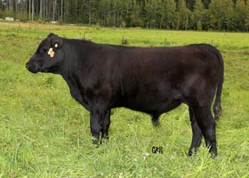 CTF STOCKMAN FORTUNE 61D 1895235