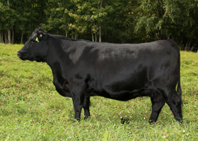 Cattle Pedigree at Canyon Tree Farms Inc