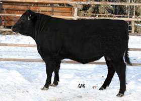 CTF PRINCESS FORTUNE 128A
