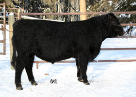 CTF PRINCESS FREEDOM 74A
