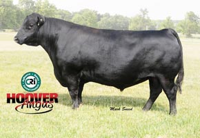 Cattle Pedigree at Canyon Tree Farms Inc