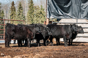 Cattle Pedigree at Canyon Tree Farms Inc