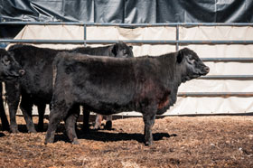 Cattle Pedigree at Canyon Tree Farms Inc