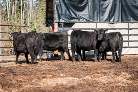 Cattle Pedigree at Canyon Tree Farms Inc