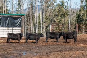 Cattle Pedigree at Canyon Tree Farms Inc